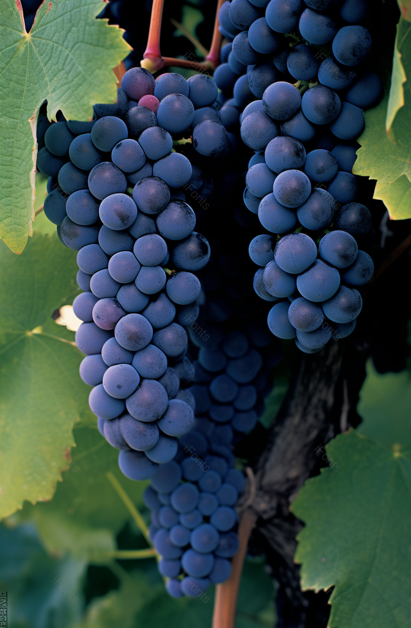 果实累累饱满挂在葡萄树上的葡萄串特写美食摄影背景,高清,摄影图,摄影图片,图片大全,摄影图免费下载